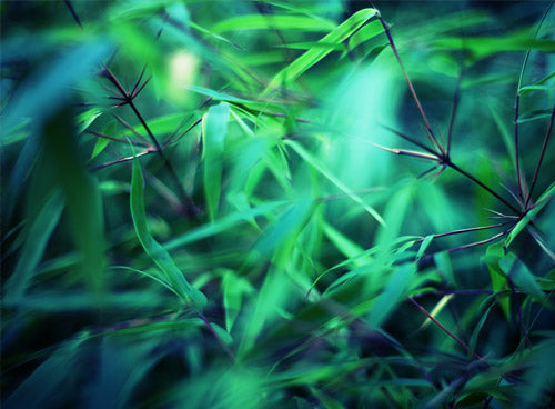 bamboo leaves