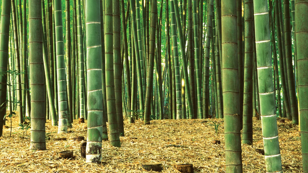 A dense bamboo forest with tall green bamboo stalks and a ground covered in dry tan leaves and mulch.