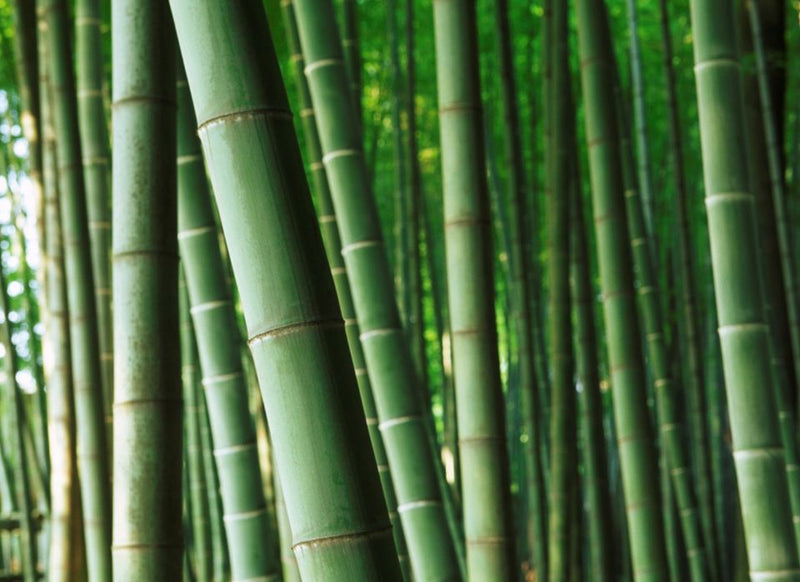 A dense bamboo forest with tall green bamboo stalks standing vertically, creating a lush natural background.