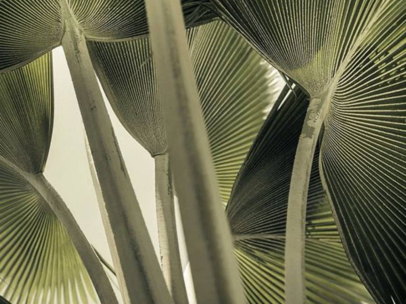 Light green palm fronds