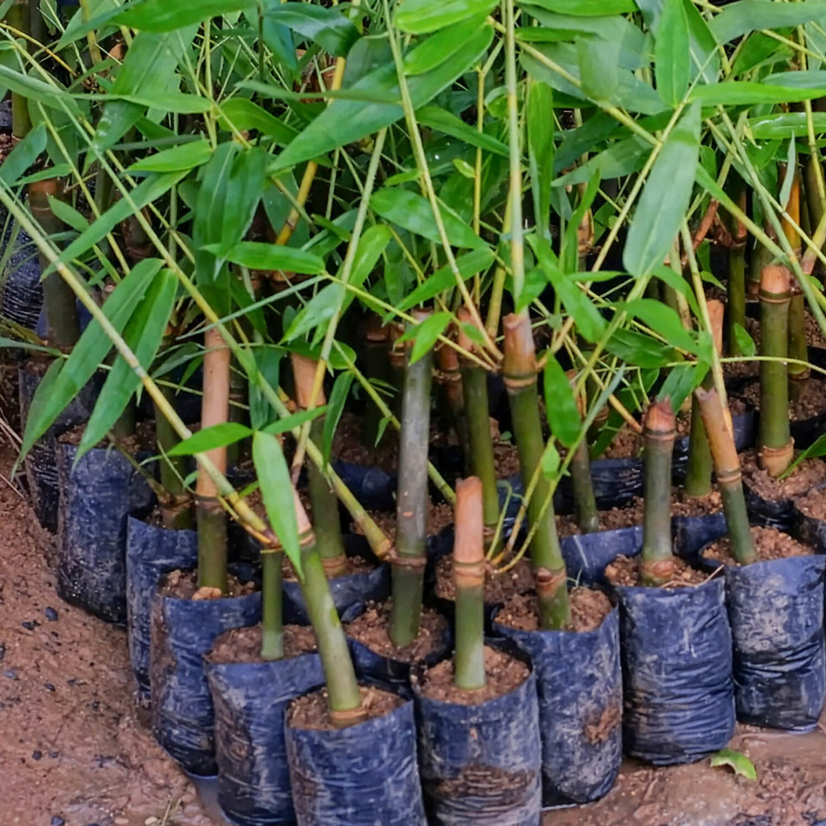 potted bamboo plants ready for planting