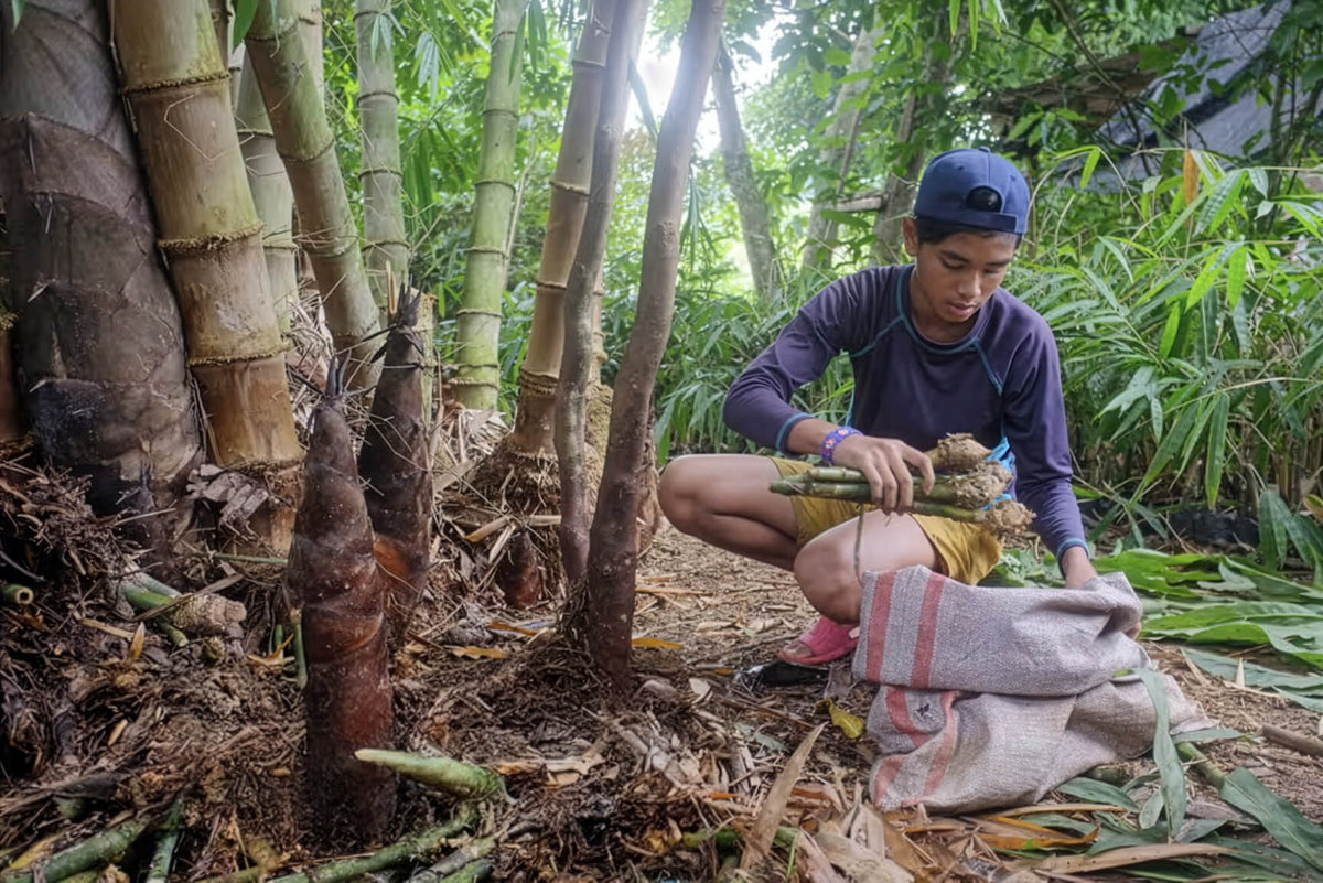 A man wearing a blue cap and a dark purple long-sleeve shirt crouches in a bamboo grove, holding freshly harvested bamboo shoots over a woven sack on the ground.