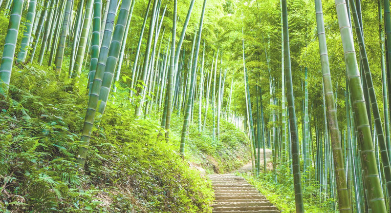 A lush green bamboo forest with tall, slender bamboo stalks and a stone path winding through the dense foliage.