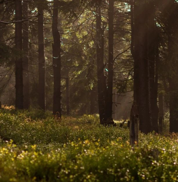 A misty forest scene with tall dark tree trunks, soft sunlight filtering through the canopy, and green undergrowth in the foreground.