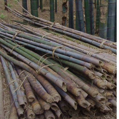 Freshly harvested bamboo stalks bundled together on the forest floor