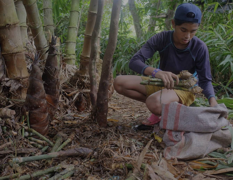Young man kneeling in a bamboo grove, gathering freshly cut bamboo shoots into a burlap sack